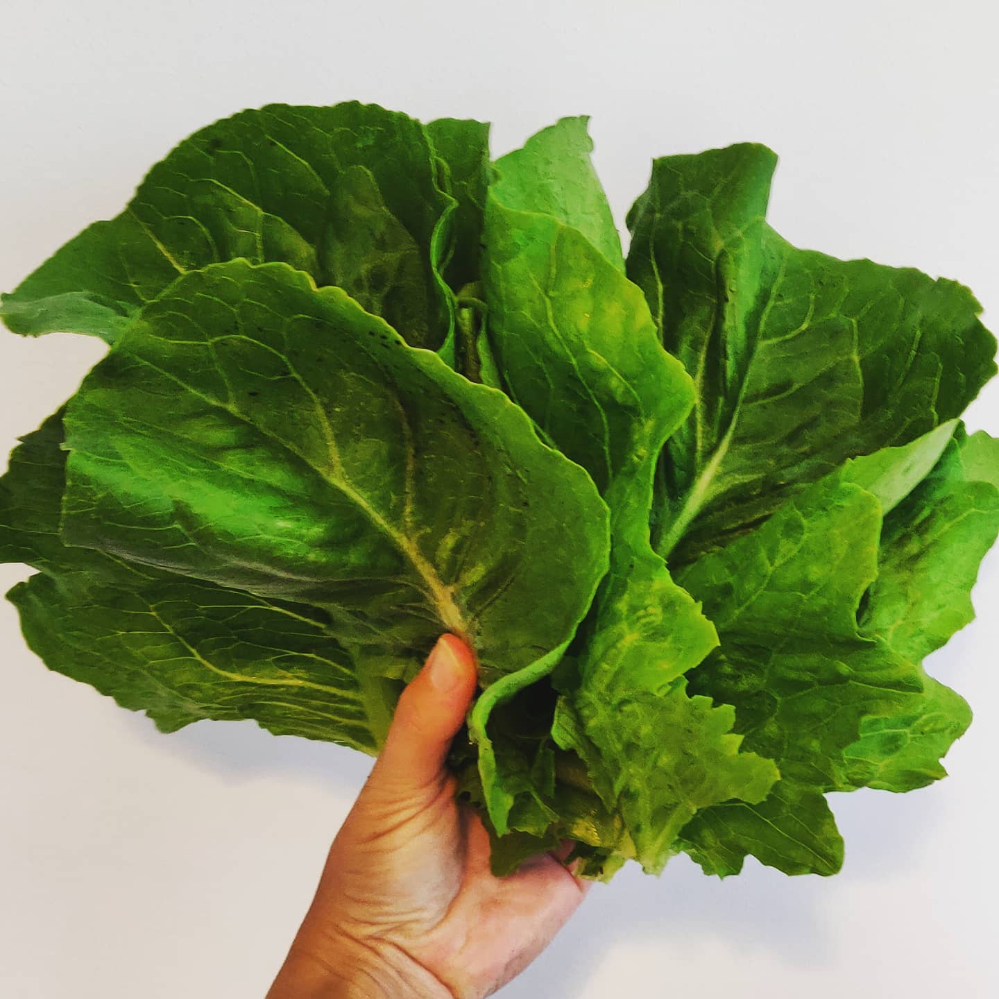lettuce-harvest cover image